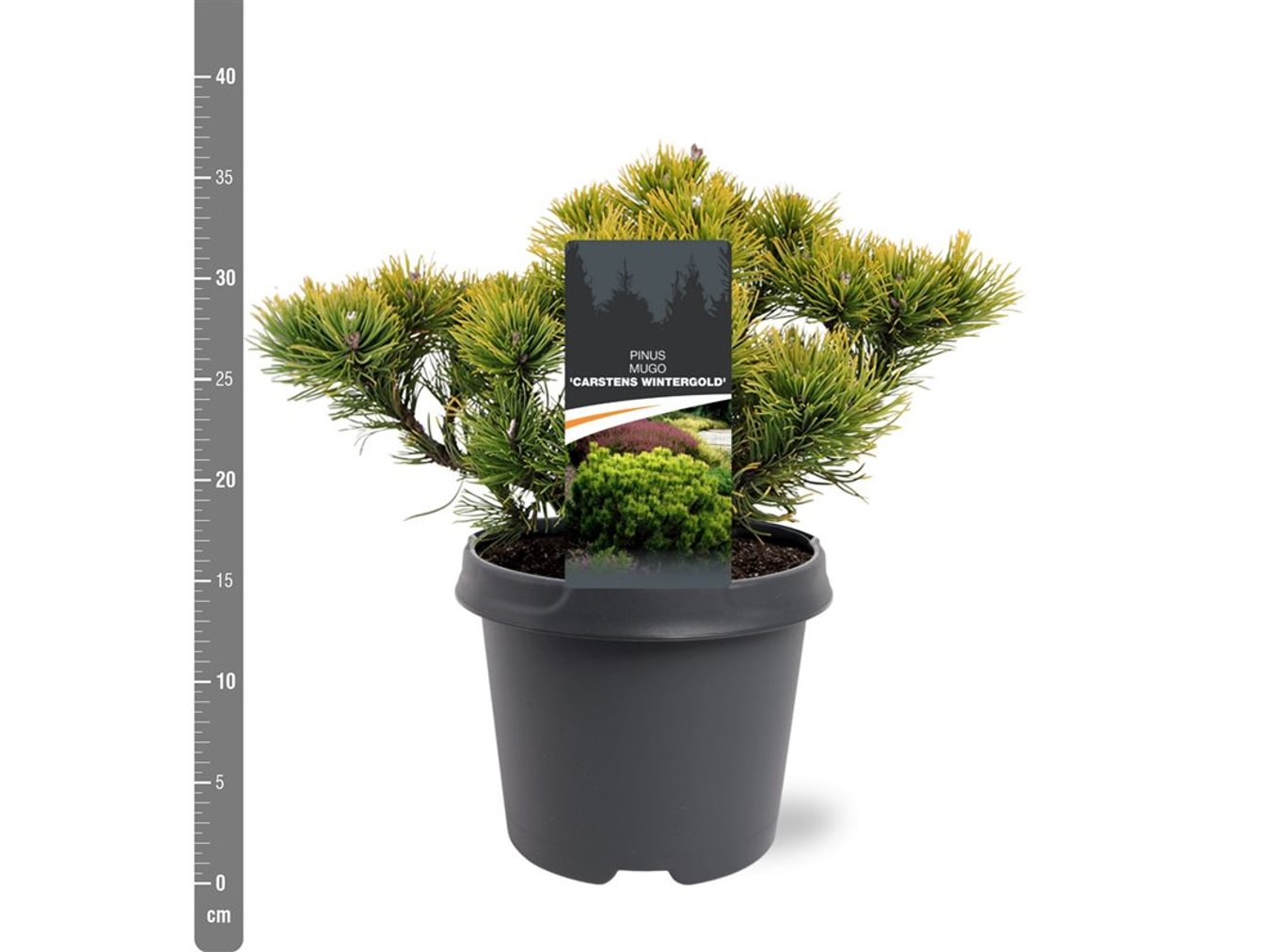 Pinus mugo 'Carstens Wintergold' - C5 25-30 CM